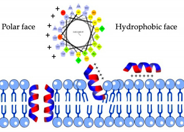Bioinformatic Analysis of Genome-Predicted Bat Cathelicidins