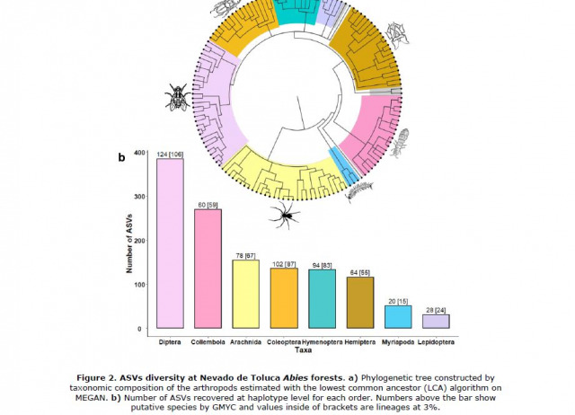 Dispersal limitations and long-term persistence drive differentiation from haplotypes to communities within a tropical sky-island: evidence from community metabarcoding