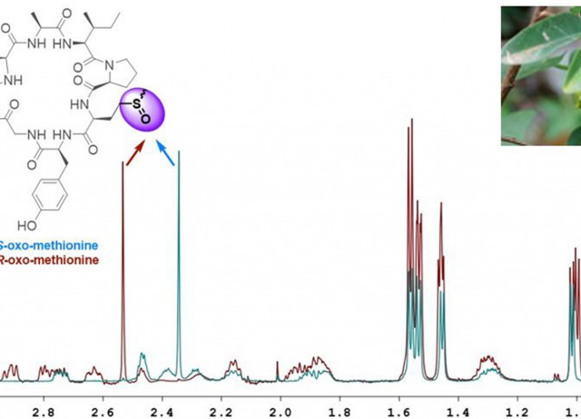 Squamins C–F, four cyclopeptides from the seeds of Annona globiflora