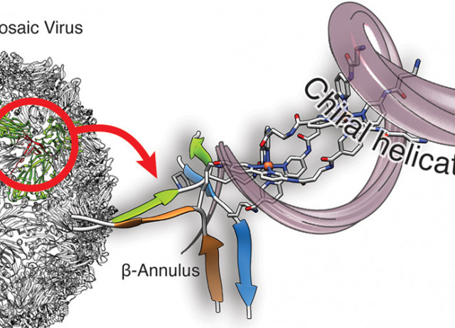 Stereoselective Self-Assembly of DNA Binding Helicates Directed by the Viral β-Annulus Trimeric Peptide Motif