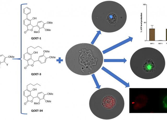 The therapeutic potential of novel isobenzofuranones against Naegleria fowleri