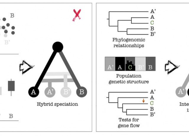Digest: Revisiting morphology-derived hypotheses of hybridization in the light of genomics