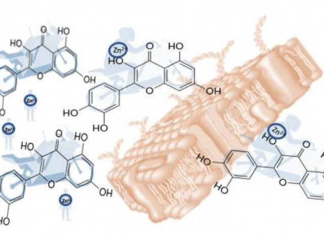 Theoretical Three-Dimensional Zinc Complexes with Glutathione, Amino Acids and Flavonoids