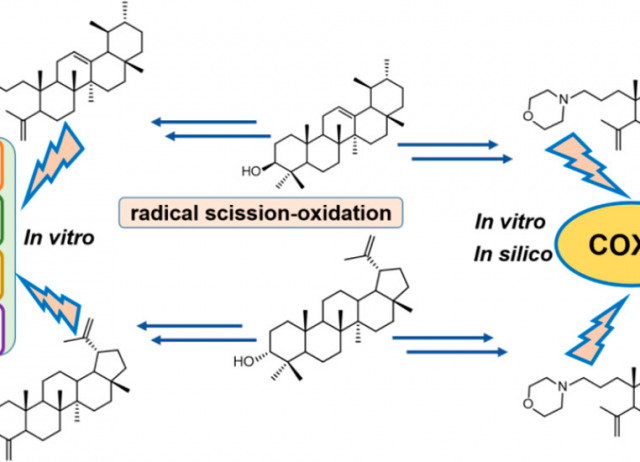 Synthesis, Biological Evaluation, and Molecular Docking Study of 3-Amino and 3-Hydroxy-seco A Derivatives of α-Amyrin and 3-Epilupeol as Inhibitors of COX-2 Activity and NF-kB Activation