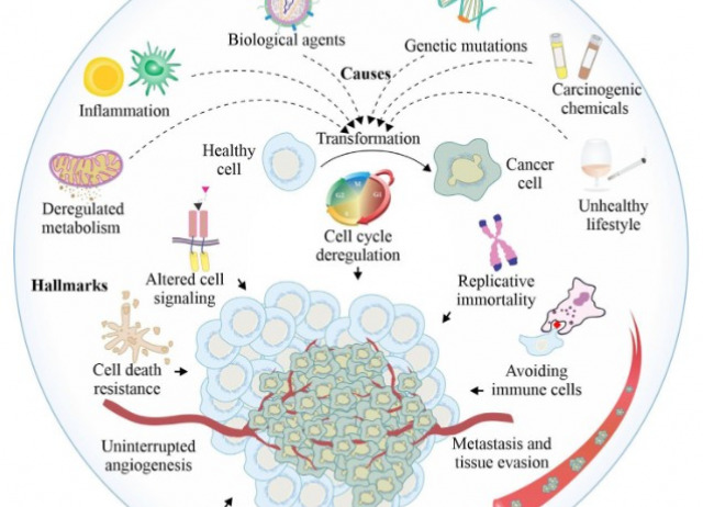 Cancer chemotherapy and beyond: Current status, drug candidates, associated risks and progress in targeted therapeutics