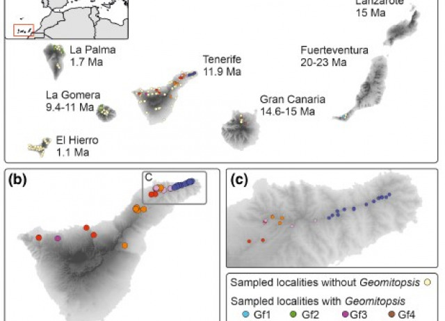 Hidden island endemic species and their implications for cryptic speciation within soil arthropods