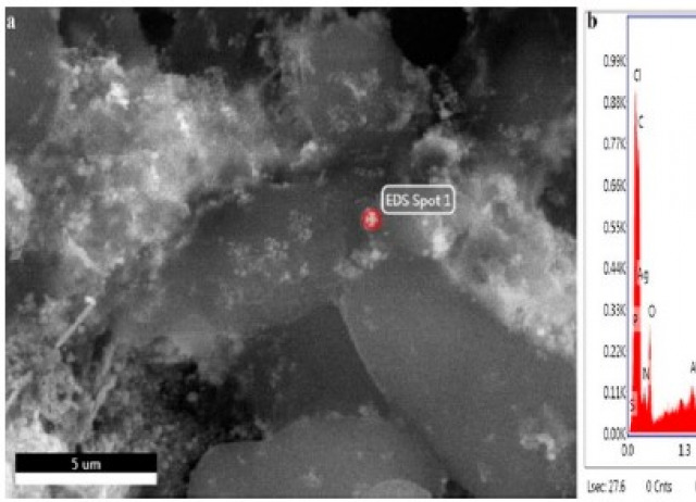 Antibacterial, Antioxidant, and Phytotoxic Potential of Phytosynthesized Silver Nanoparticles Using Elaeagnus umbellata Fruit Extract