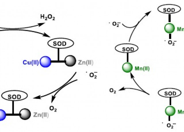 Chemistry of Hydrogen Peroxide Formation and Elimination in Mammalian Cells, and Its Role in Various Pathologies