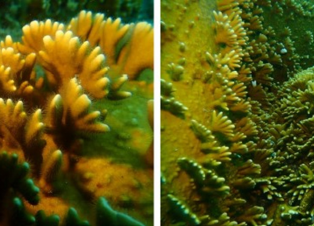 Alciporin, a pore-forming protein as complementary defense mechanism in Millepora alcicornis