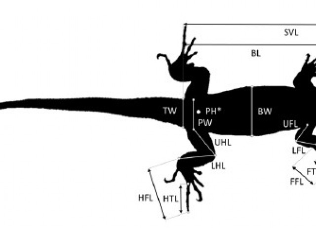 Coupling phenotypic changes to extinction and survival in an endemic prey community threatened by an invasive snake