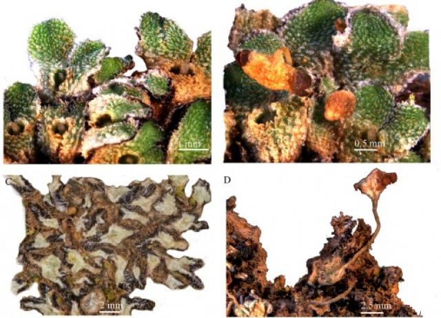 Exormotheca martins-loussaoae (Exormothecaceae, Hepaticae), a new species from Cape Verde
