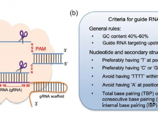 Genome editing technologies, mechanisms and improved production of therapeutic phytochemicals: Opportunities and prospects