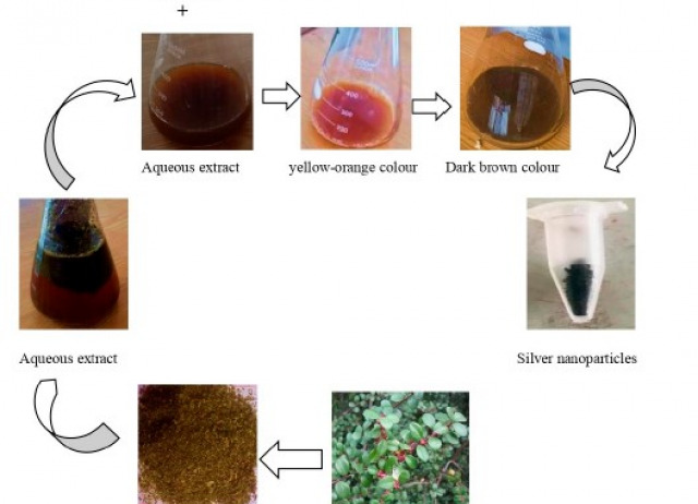 Green Synthesis and Characterization of Silver Nanoparticles Using Myrsine africana Leaf Extract for Their Antibacterial, Antioxidant and Phytotoxic Activities