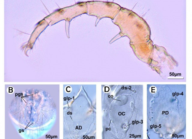 Halacaridae (Acari) from Tenerife (Canary Islands)