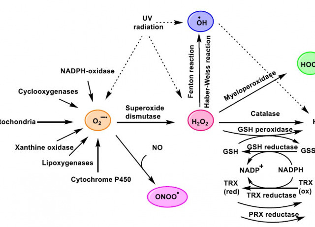 Hypochlorous Acid Chemistry in Mammalian Cells—Influence on Infection and Role in Various Pathologies