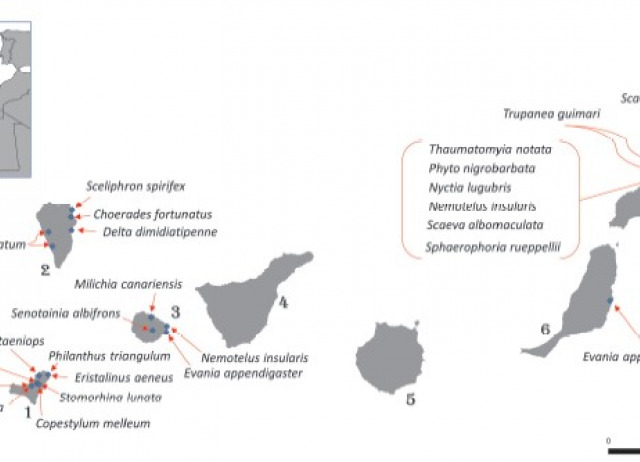 Nuevos datos de distribución de insectos (Diptera e Hymenoptera) en las Islas Canarias
