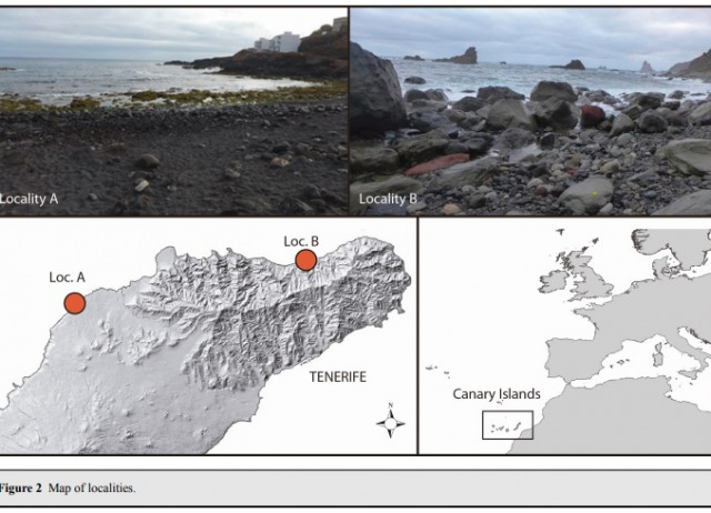 Rediscovery and redescription of Teneriffia quadripapillata Sig Thor (Acari: Trombidiformes: Teneriffiidae)