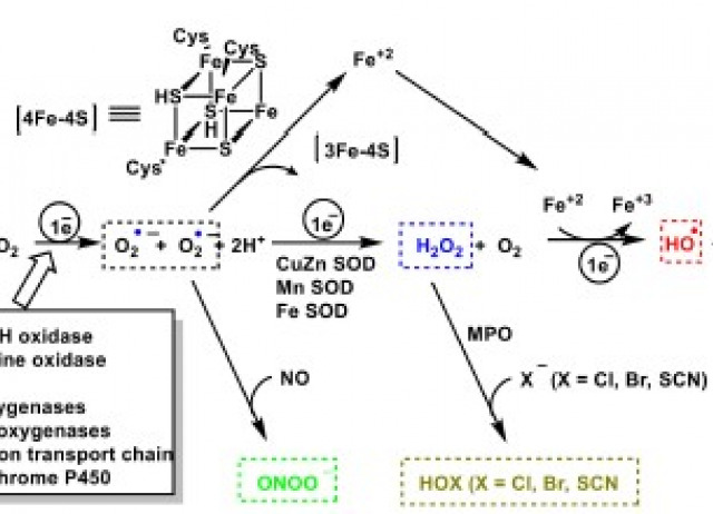 The Role of Reactive Species on Innate Immunity