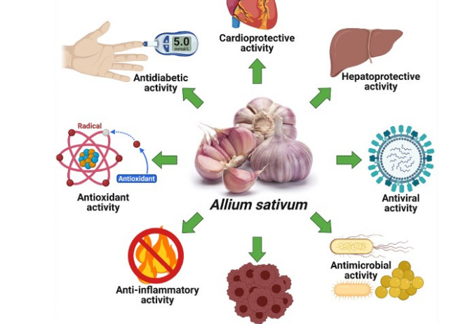 Traditional uses, phytochemistry, pharmacology and toxicology of garlic (Allium sativum), a storehouse of diverse phytochemicals: A review of research from the last decade focusing on health and nutritional implications