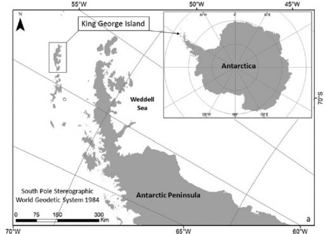 Patterns of moss richness in Admiralty Bay, King George Island, cannot be explained by geological or ornithogenic drivers alone