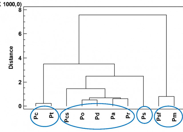 Antifungal and Herbicidal Potential of Piper Essential Oils from the Peruvian Amazonia