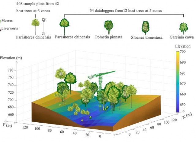 Microclimatic variation in tropical canopies: A glimpse into the processes of community assembly in epiphytic bryophyte communities