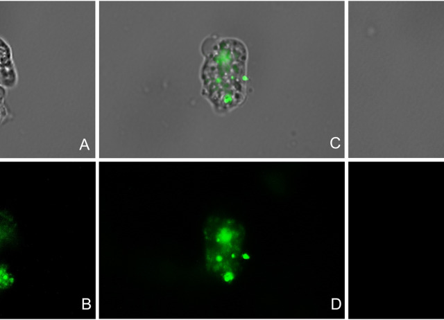 Sesquiterpene lactones as potential therapeutic agents against Naegleria fowleri