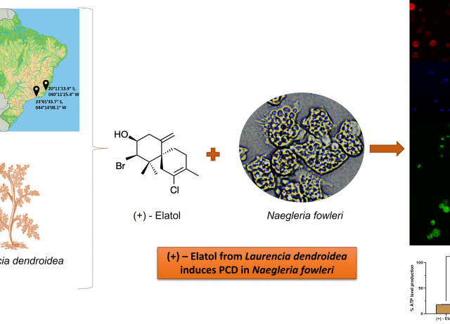 Chamigrane-Type Sesquiterpenes from Laurencia dendroidea as Lead Compounds against Naegleria fowleri