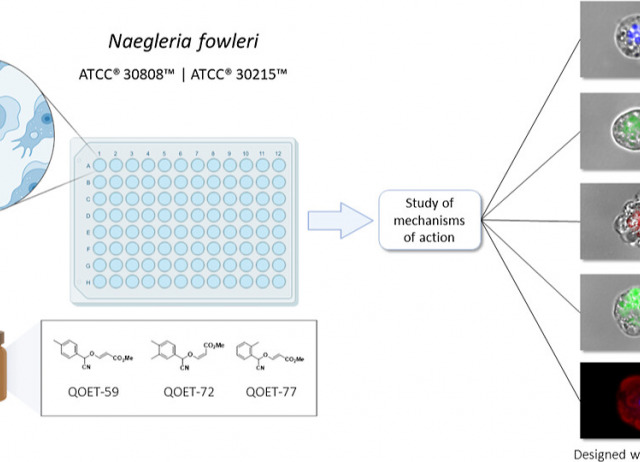 Cyanomethyl Vinyl Ethers Against Naegleria fowleri