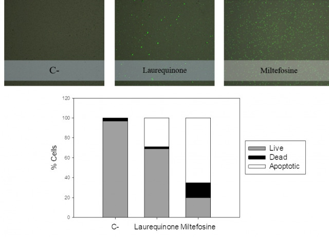 Laurequinone, a Lead Compound against Leishmania