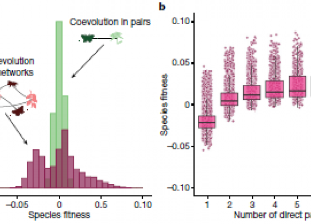 Indirect effects shape species fitness in coevolved mutualistic networks