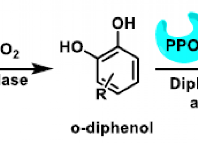 Polyphenols as Antioxidant/Pro-Oxidant Compounds and Donors of Reducing Species: Relationship with Human Antioxidant Metabolism