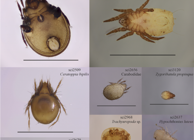 Towards a Canary Islands barcode database for soil biodiversity: revealing cryptic and unrecorded mite species diversity within insular soils