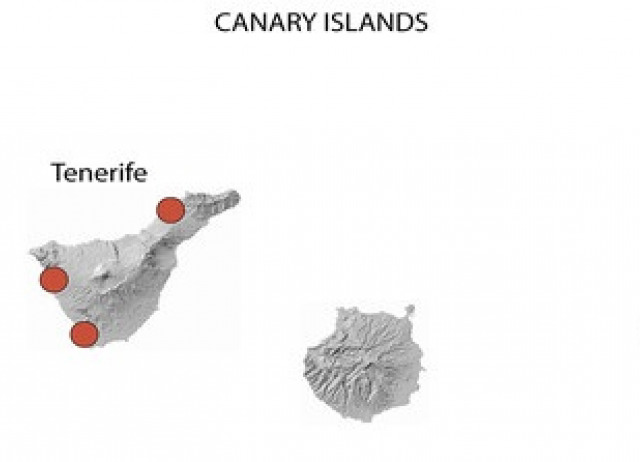 The destructive subterranean termite Reticulitermes flavipes (Blattodea: Rhinotermitidae) can colonize arid territories