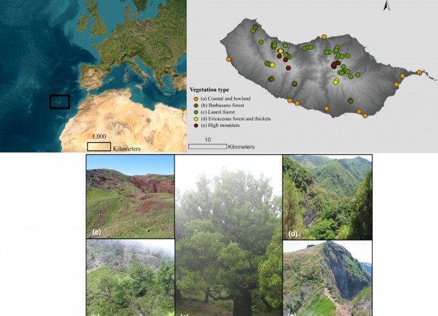 Ecological drivers of taxonomic, functional, and phylogenetic diversity of bryophytes in an oceanic island