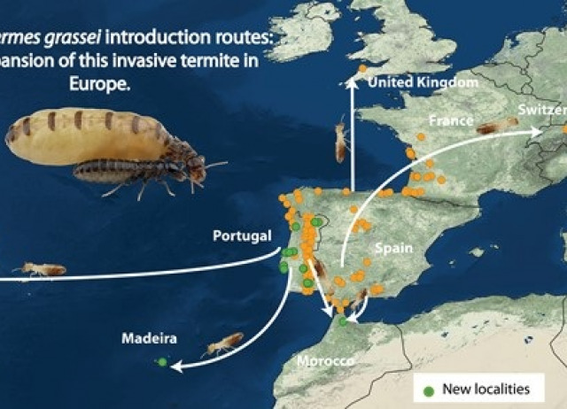 Molecular identification of the invasive subterranean termite Reticulitermes grassei (Blattodea: Rhinotermitidae) outside its known distribution: introduction routes and implications for pest management strategies 