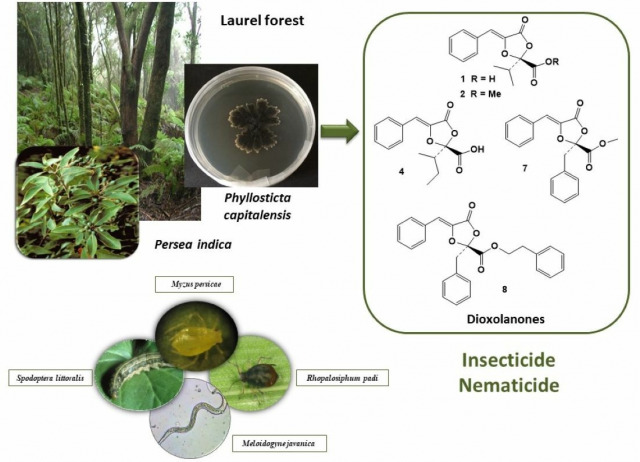 Nematicidal and Insecticidal Compounds from the Laurel Forest Endophytic Fungus Phyllosticta sp.