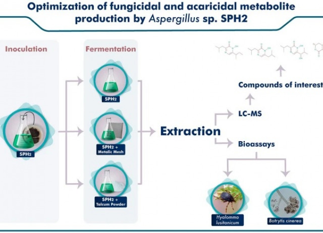 Optimization of fungicidal and acaricidal metabolite production by endophytic fungus Aspergillus sp. SPH2