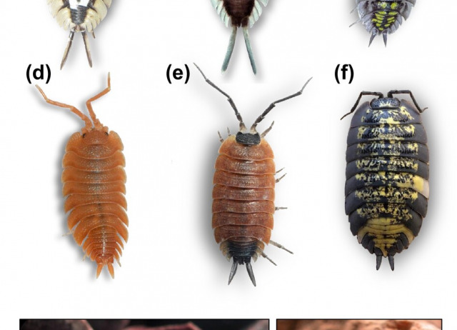 A colourful world with a dark future: Unregulated trade as an emerging threat for woodlice (Isopoda: Oniscidea) of Spain