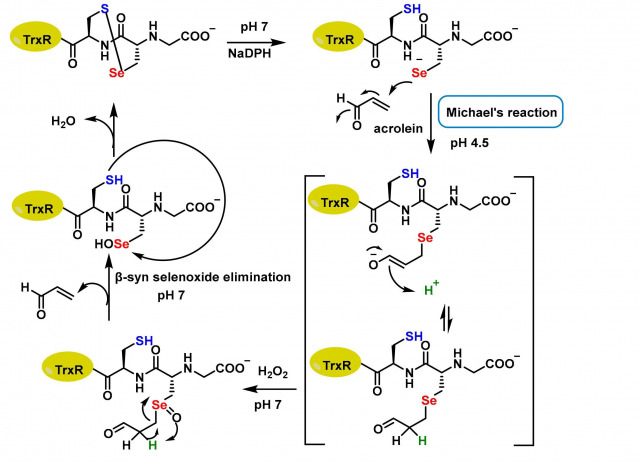 Cysteine Alkylation in Enzymes and Transcription Factors: A Therapeutic Strategy for Cancer