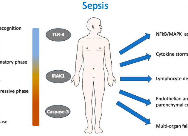 In Silico Exploration of Natural Antioxidants for Sepsis Drug Discovery