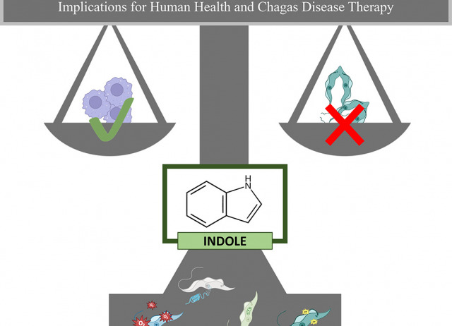 Trypanosoma cruzi with indoles