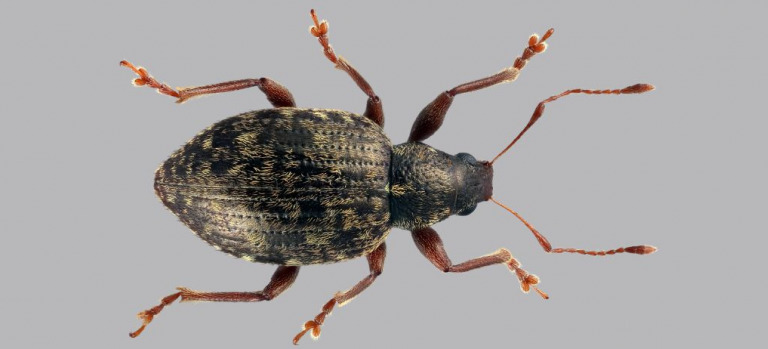 PORTADA Laparocerus_tesellatus