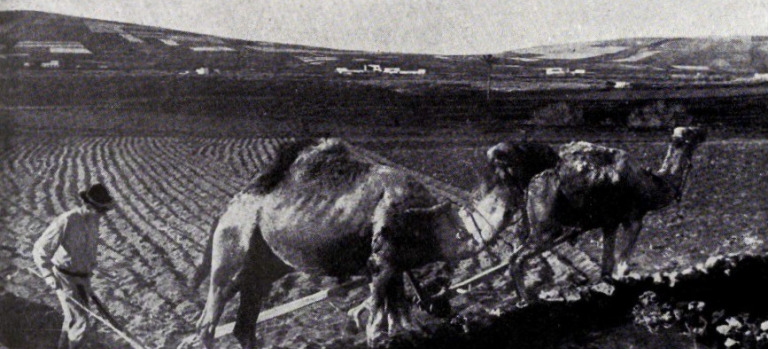 Postal camellos Lanzarote