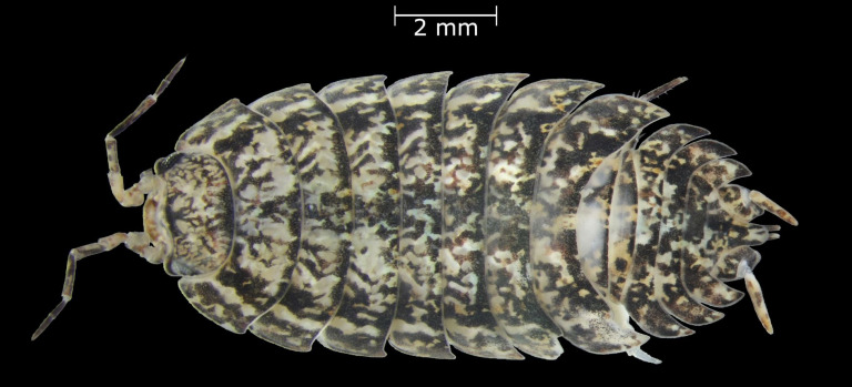 Porcellio aguerensis -  Raúl Orihuela - IPNA-CSIC