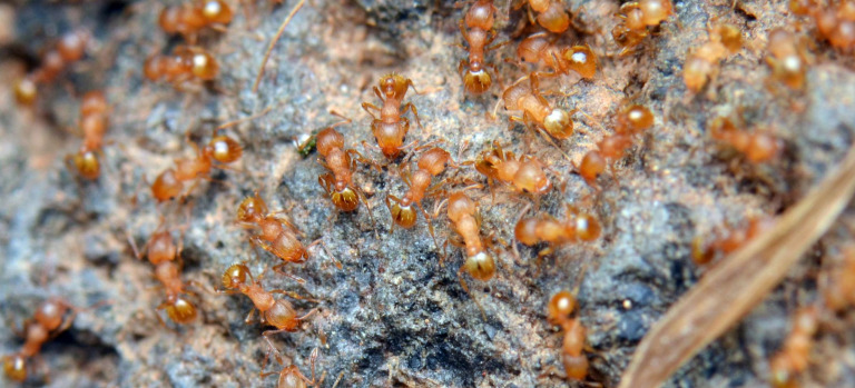 Wasmannia auropunctata